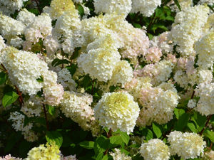 Obraz Hydrangea